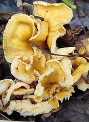 Cantharellus