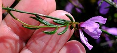 Tetratheca confertifolia