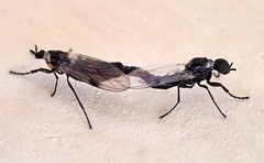 Bibioninae