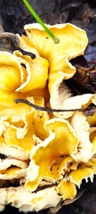 Cantharellus