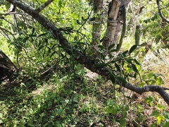 Phoradendron californicum