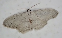 Idaea minuscularia