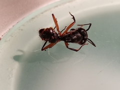 Camponotus rufipes