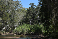 Melaleuca fluviatilis