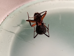 Camponotus rufipes