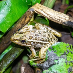 Lithobates forreri