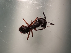 Camponotus rufipes