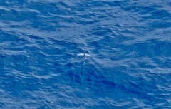 Cheilopogon