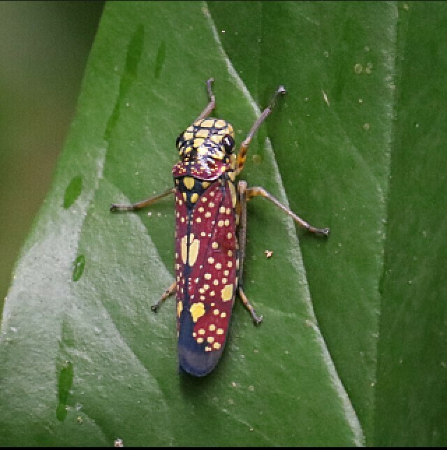 Molomea magna
