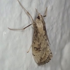 Evergestis isatidalis