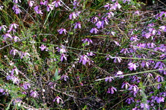 Tetratheca confertifolia