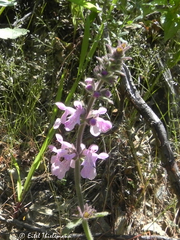 Stachys grandidentata