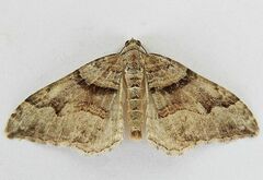 Xanthorhoe