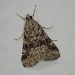 Hellula undalis