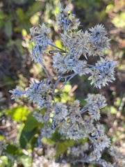 Pseudognaphalium obtusifolium