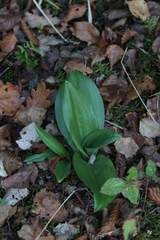 Himantoglossum hircinum