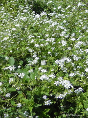 Stellaria chilensis