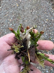 Peltigera britannica