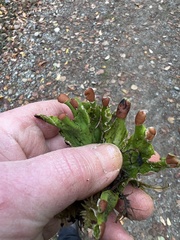 Peltigera britannica