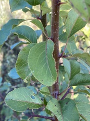 Malus angustifolia
