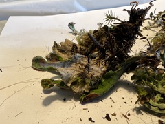 Peltigera britannica