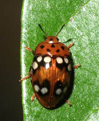 Iphiclus jacinthoi