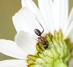 Camponotus innexus
