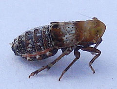 Conomelus anceps