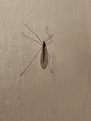 Trichocera