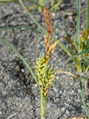 Carex pumila