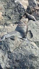 Arctocephalus galapagoensis