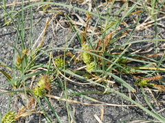 Carex pumila