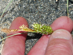 Carex pumila