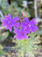 Verbena pulchella