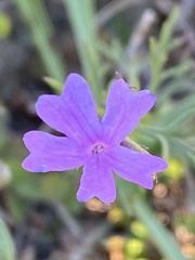 Verbena pulchella