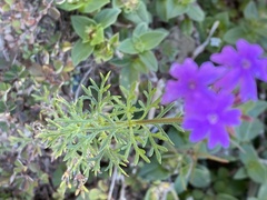 Verbena pulchella