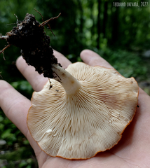 Leucopaxillus gracillimus
