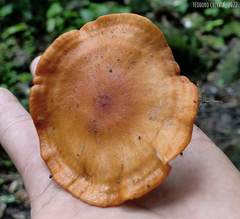 Leucopaxillus gracillimus
