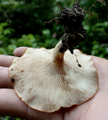 Leucopaxillus gracillimus