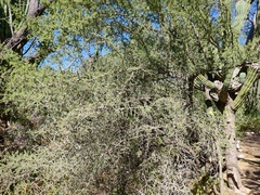 Condalia globosa