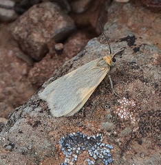 Poliodule xanthodelta