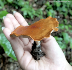Leucopaxillus gracillimus