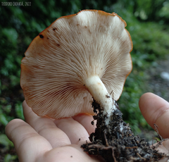 Leucopaxillus gracillimus