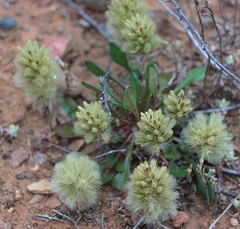 Ptilotus spathulatus