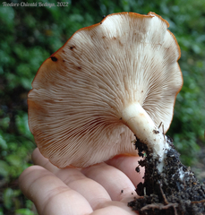 Leucopaxillus gracillimus