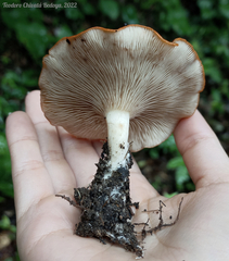 Leucopaxillus gracillimus