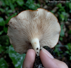 Leucopaxillus gracillimus