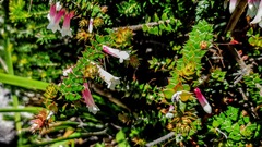 Epacris longiflora