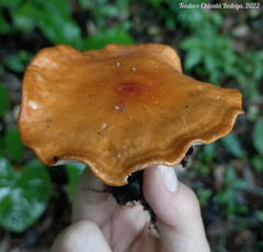 Leucopaxillus gracillimus