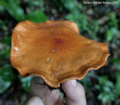 Leucopaxillus gracillimus